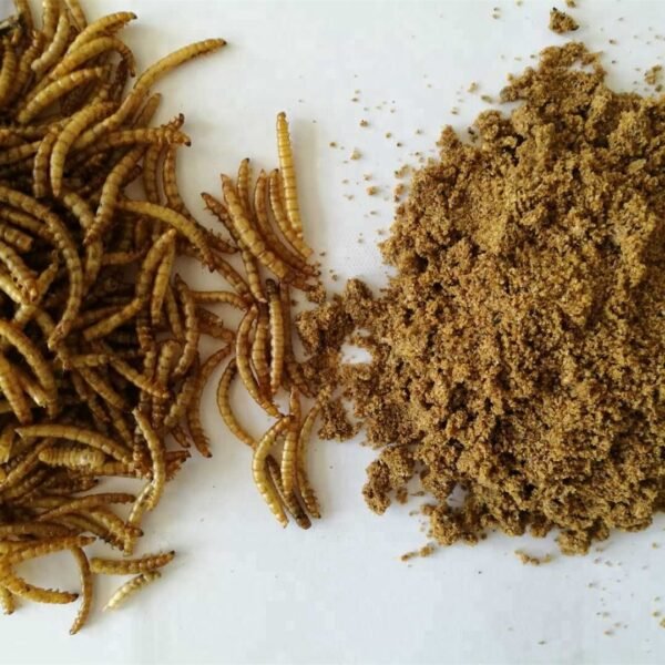 Dried Mealworms
