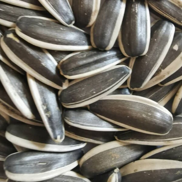 Sunflower Seed