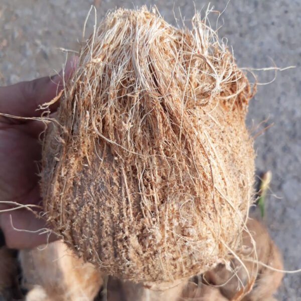 Coconut