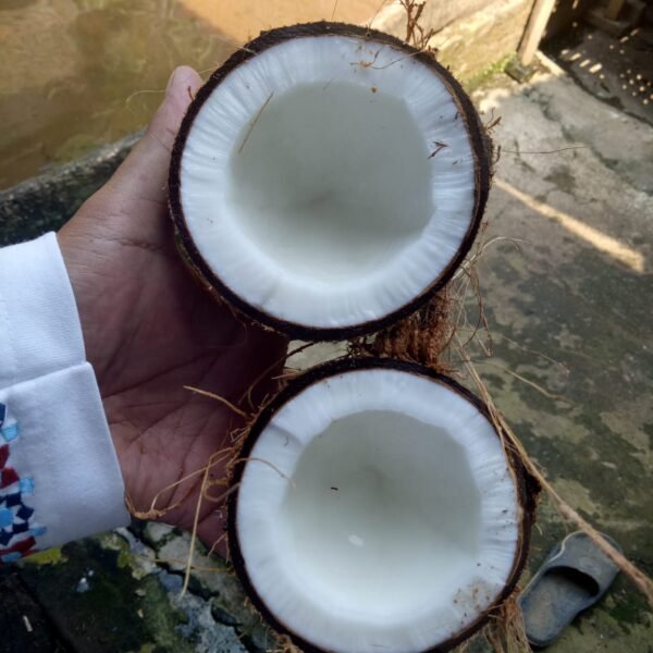 Coconut - Image 2